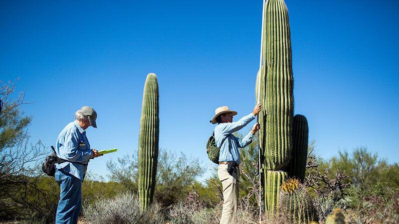 After decades of watching saguaros, couple finds fewer seedlings; is drought to blame?